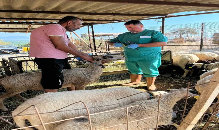 Sökede büyükbaş hayvanların aşılanması devam ediyor