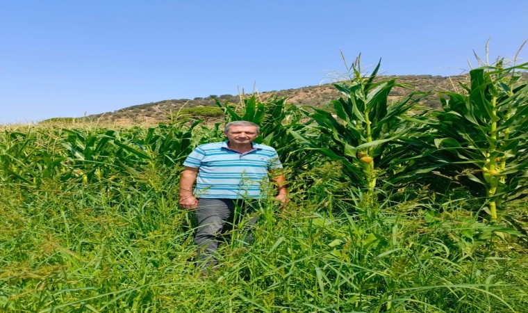 Sökede yem bitkileri desteği için tarla kontrolleri yapıldı