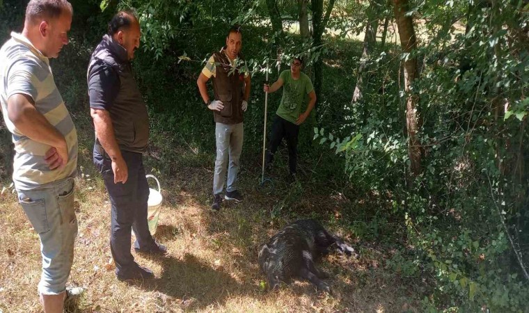 Su kuyusuna düşen yavru yaban domuzu DKMP ekiplerince kurtarıldı