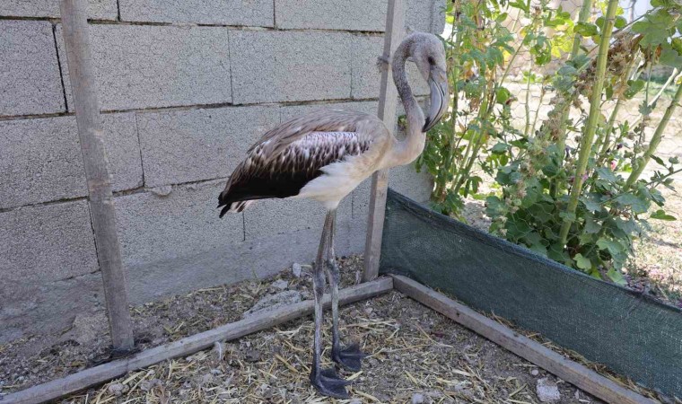 Sürüsüyle uçarken çiftliğe düşen yavru flamingo Tuz Gölüne bırakıldı