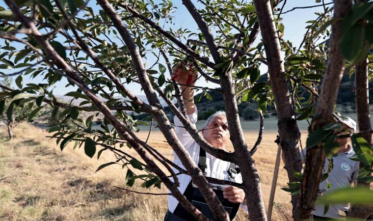 Talasın bahçıvan başkanı