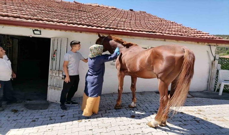 Tavşanlıda atlarda sağlık taraması ve çip uygulaması