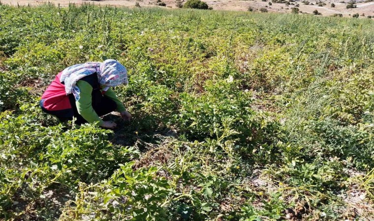 Tavşanlıda patates üretimi yapılan alanlarda hastalık ve zararlı surveyleri yapıldı