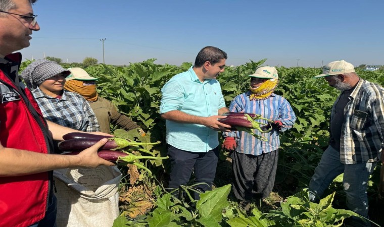 Tescilli Birecik patlıcanında hasat başladı