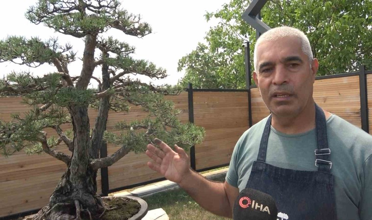 Toprak Dedenin bonsai koleksiyonu müzede yaşatılıyor