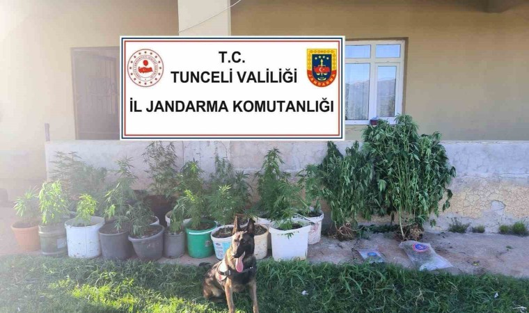 Tuncelide uyuşturucu operasyonu: 2 tutuklama