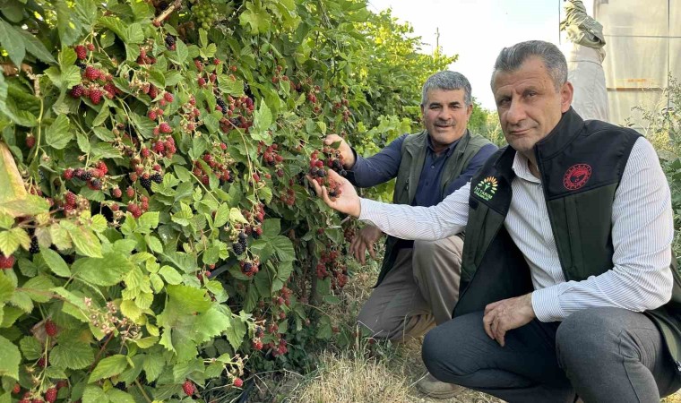 Yüksekovada böğürtlen bereketi