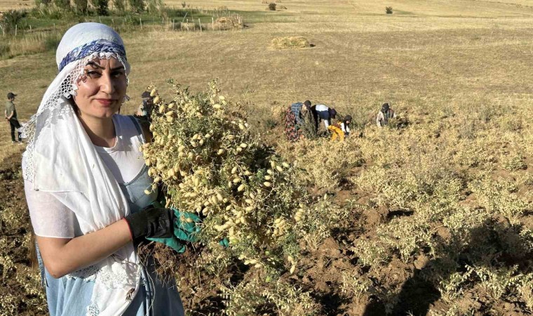 Yüksekovada kadınlar elleriyle nohut hasadı yaptı