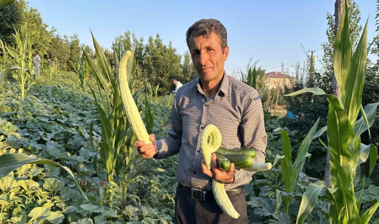 Yüksekovada örnek çiftçi: Adan Zye tüm ürünlere hayat verdi