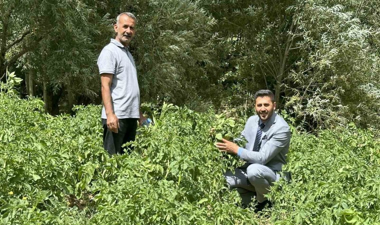 Yüksekovada patateste iyi verim bekleniyor