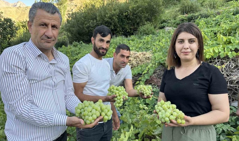 Yüksekovanın yerli üzümünün bereketi yüz güldürüyor