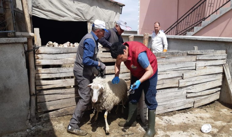 Afyonkarahisarda küçükbaş hayvanlar aşılandı