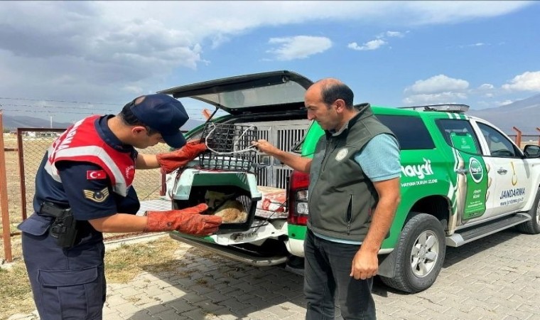 Ağrıda bitkin düşen tilki, jandarmanın hassas müdahalesiyle kurtarıldı