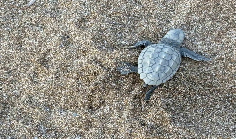 Alanyada yavru caretta carettalar mavi sularla buluşmaya devam ediyor