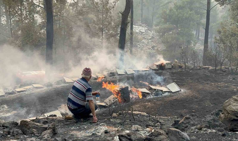 Alevler emekleri yok etti: Orman yangınında yüzlerce arı kovanı küle döndü