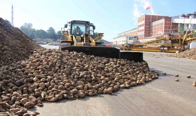 Amasya Şeker Fabrikası 71 yıldır üretimde: Şeker pancarının tatlı yolculuğu