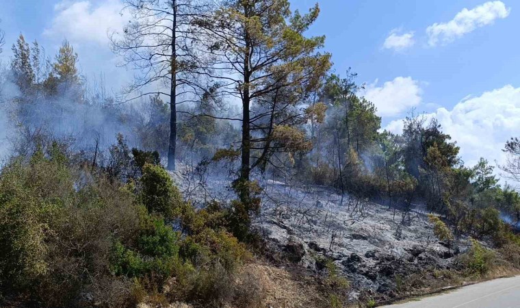 Antalyada tarım arazisi yandı, 3 sera zarar gördü