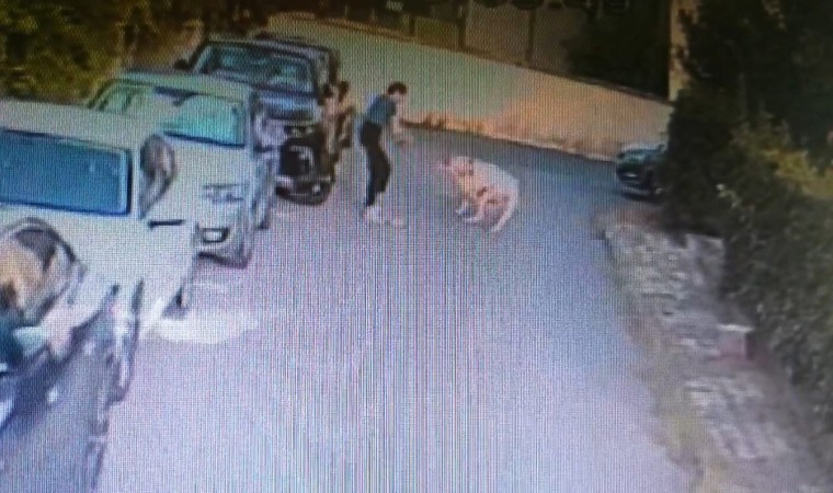 Ataşehirde kangal köpeği başka bir köpeği parçaladı, olayı gören sahibi kalp krizi geçirdi