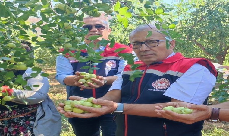 Aydında hünnap hasadı başladı