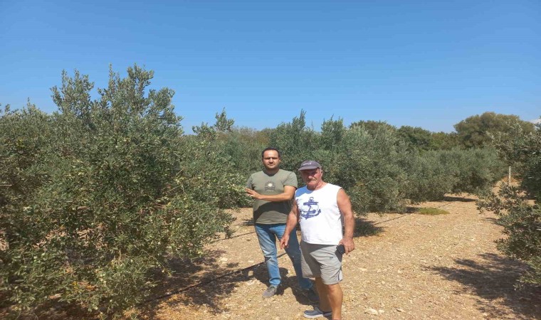 Aydında zeytin rekolte tahmin çalışmaları başladı