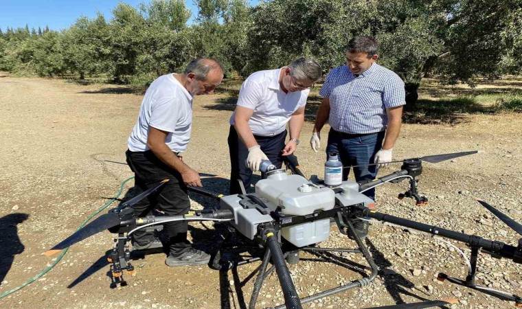 Balıkesirde zeytin sineğiyle mücadelede sürüyor