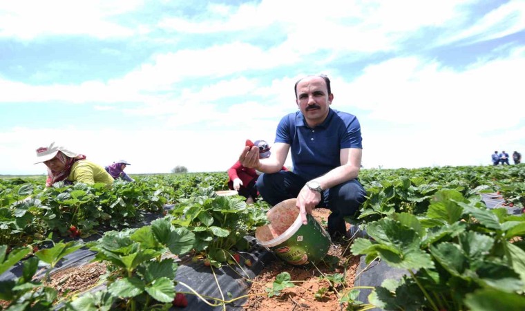 Başkan Altay: “Hüyük çileği AB tescili alan Konyamızın ilk ürünü oldu, hayırlı olsun