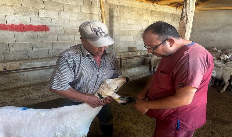 Başmakçıda hayvan sağlığı çalışmaları devam ediyor