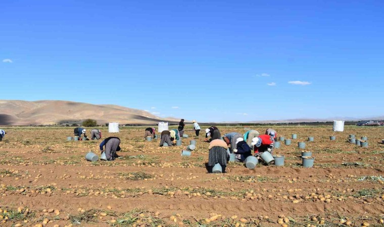 Bayburtta patates hasadına başlandı