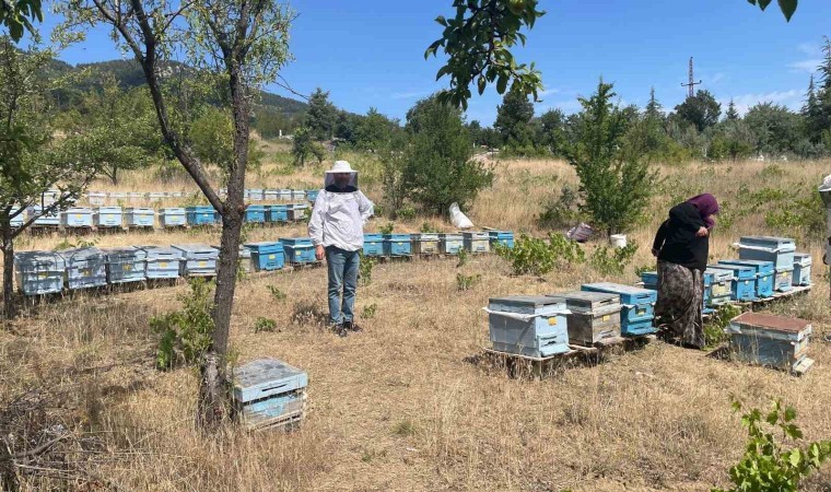 Beyşehirde arılı kovan sayımları sürüyor