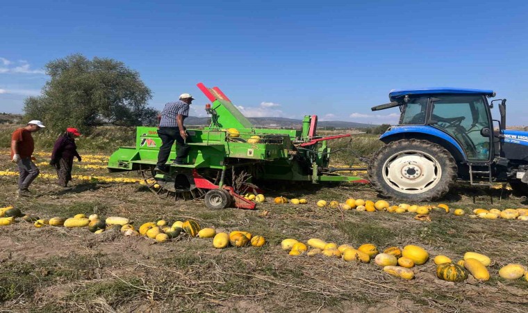 Beyşehirde çerezlik kabak çekirdeği üretimi