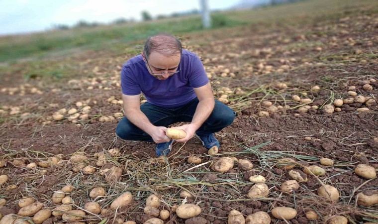 Beyşehirde cipslik patates üretim alanlarında hasat başladı