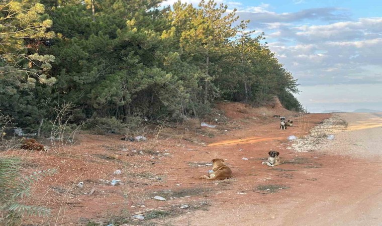 Bilecikte vatandaşlar sürü halindeki köpeklerden tedirgin