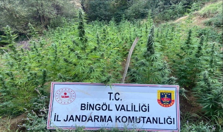 Bingölde 225 kök kenevir ele geçirildi