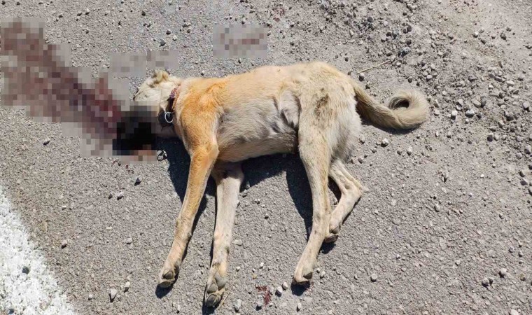 Çoban köpeğinin ezilerek öldürülmesiyle başlayan kavgada biri çocuk 7 kişi yaralandı