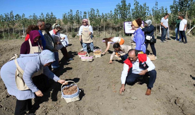 Çorumda safran üretimi için ilk adım atıldı