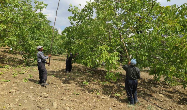 Deprem bölgesinde üreticinin yüzünü güldüren Çağlayancerit cevizi, modern tesislerde özenle işlenip paketlenerek piyasaya sürülüyor