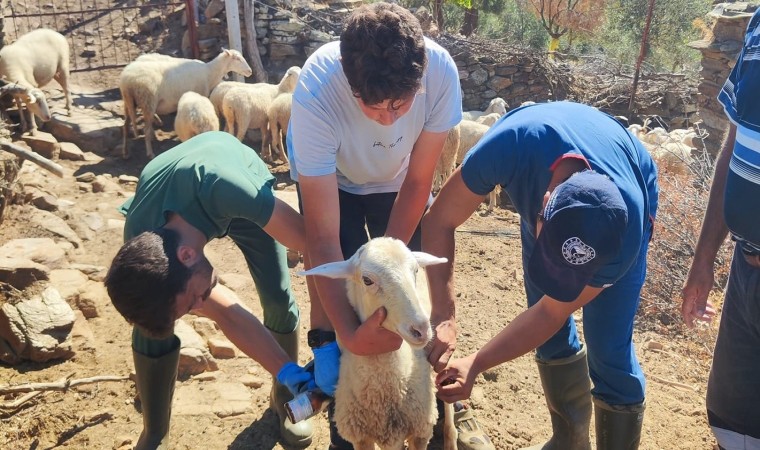 Efelerde küçükbaş hayvanlara veba ve çiçek aşısı yapıldı