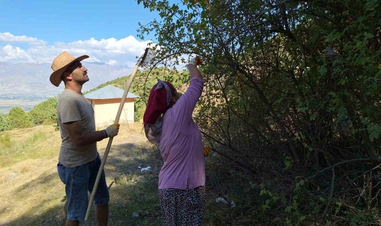 Erzincanda kuşburnu, zorlu arazilerde toplanmaya başlandı