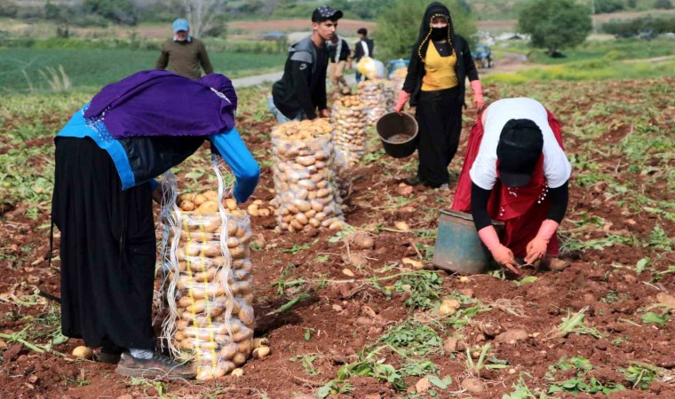 Erzincanda patates hasadı başladı