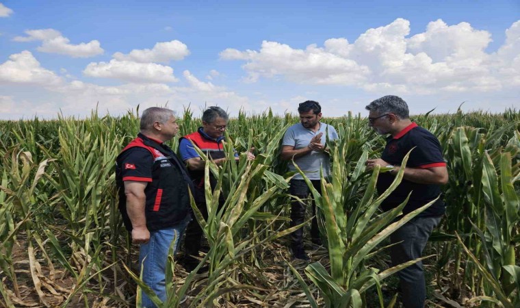 Eskişehir tohumluk üretimini 10 bin dekardan 200 bin dekara ulaştı