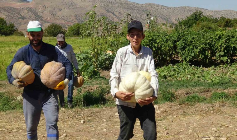 Gercüşte bal kabağı hasadı başladı