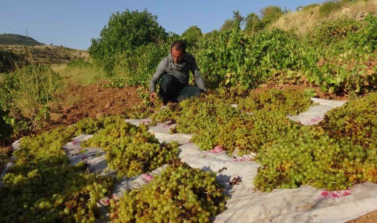 Gercüşte kuru üzüm çeşitlerinin sergilenmesine başlandı