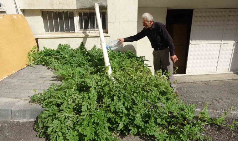 Görenler gözlerine inanamadı, karpuz yetiştirilmeyen Sivasta betonda karpuz yetişti