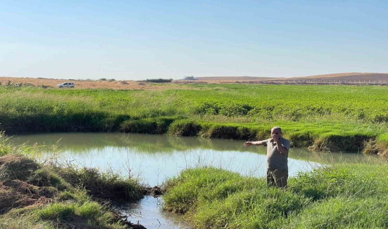 Harran Ovasında oluşan dev obruklar çiftçileri korkutuyor