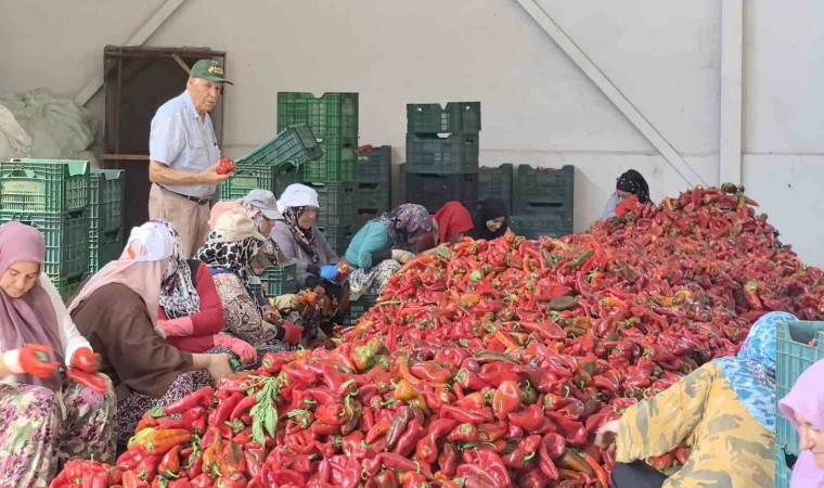 Kadınların ürettiği salçalar 25 yıldır Hollandaya ihraç ediliyor