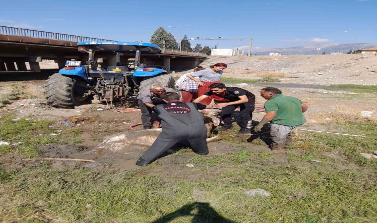 Kahramanmaraşta bataklığa saplanan büyükbaşı itfaiye kurtardı