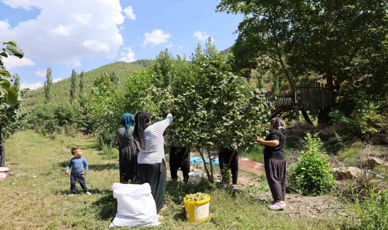 Karadenizden aldığı fındık fidesini Adanada ekti, şimdi hasat ediyor