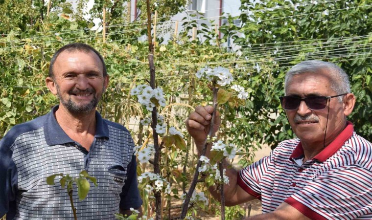 Karamanda sonbaharda çiçek açan armut fidanı şaşırttı