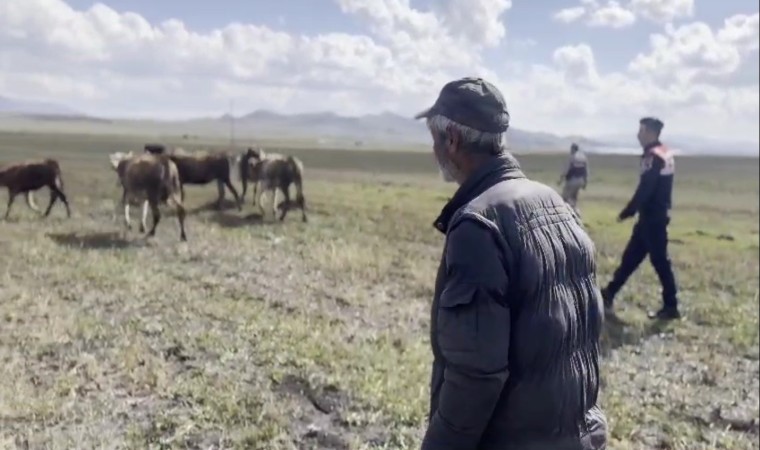 Karsta kayıp hayvanları jandarma buldu