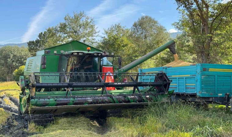 Kastamonuda 2 bin 200 dekar alanda ekilen çeltiğin hasadına dualarla başlandı